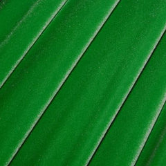 Stretch Velvet